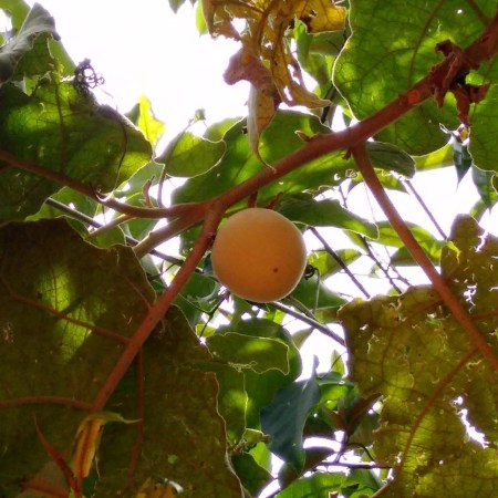Frutos da lobeira (Solanum lycocarpum), alimento preferido do lobo‑guará e fonte dos compostos anticancerígenos.